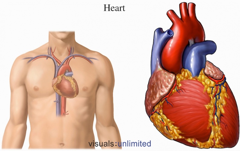 Consulta com Cardiologista Araçatuba - Consulta ao Cardiologia para Insuficiência Cardíaca