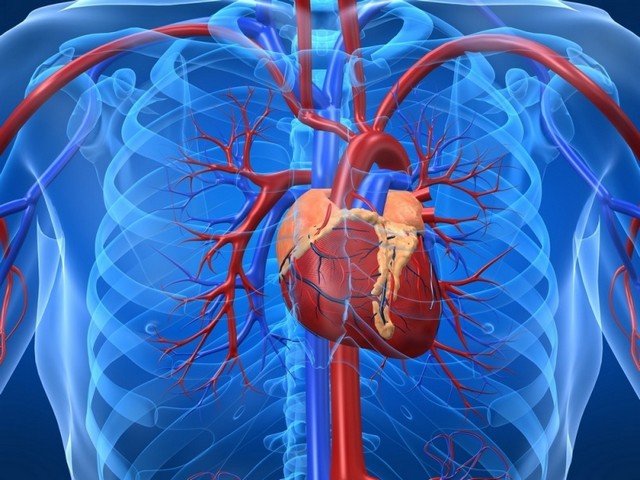 Onde Encontro Consulta ao Cardiologista Particular Araçatuba - Consulta ao Cardiologia para Miocardites